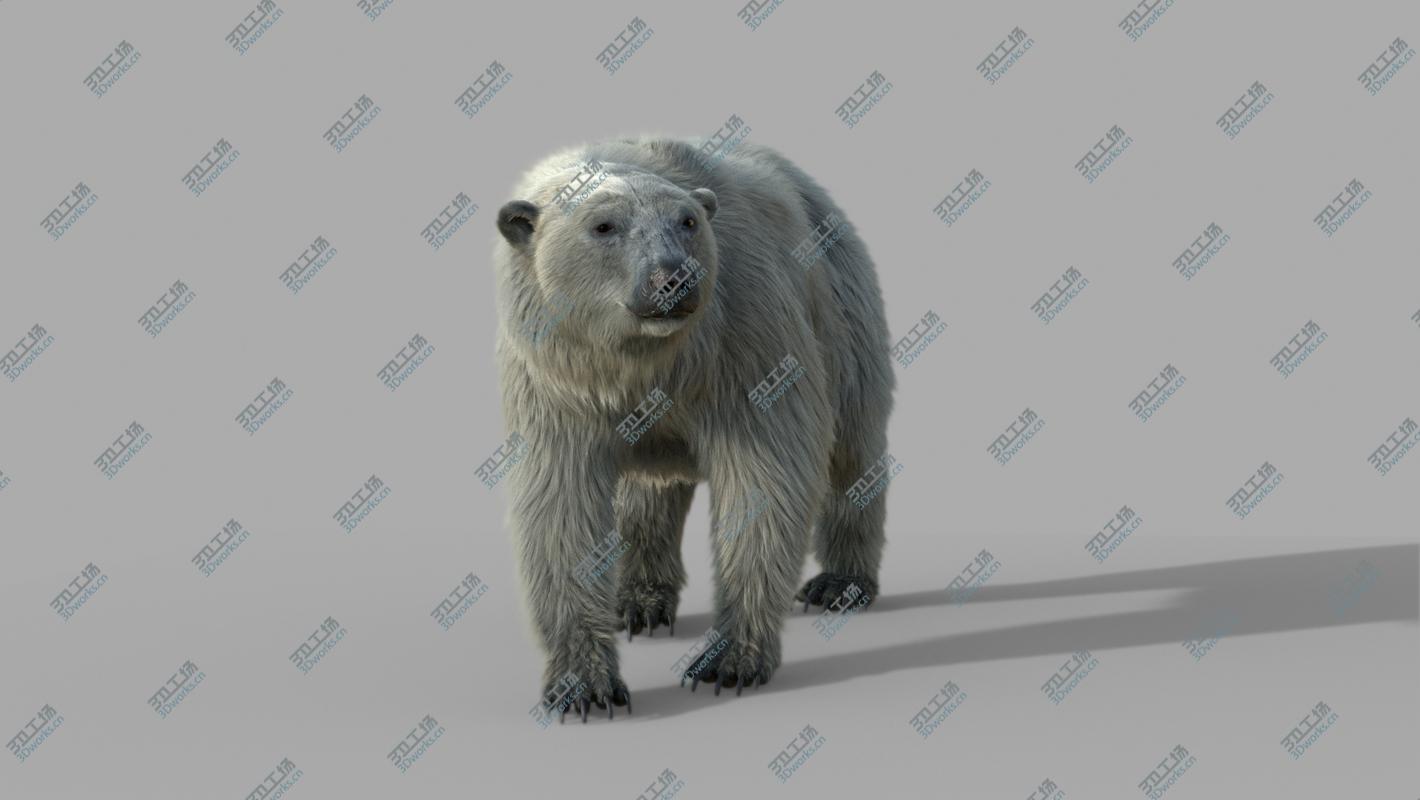 images/goods_img/202104094/Polar bear RIGGED FUR model/5.jpg
